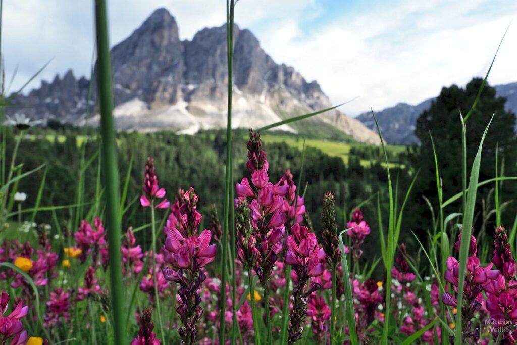 rot-rosa Lupinen vor Bergkulisse