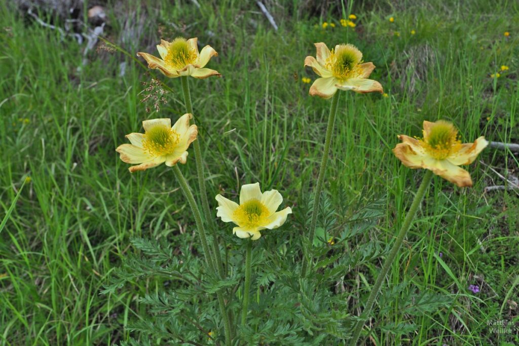 Nahaufnahme gelbe Bergblumen