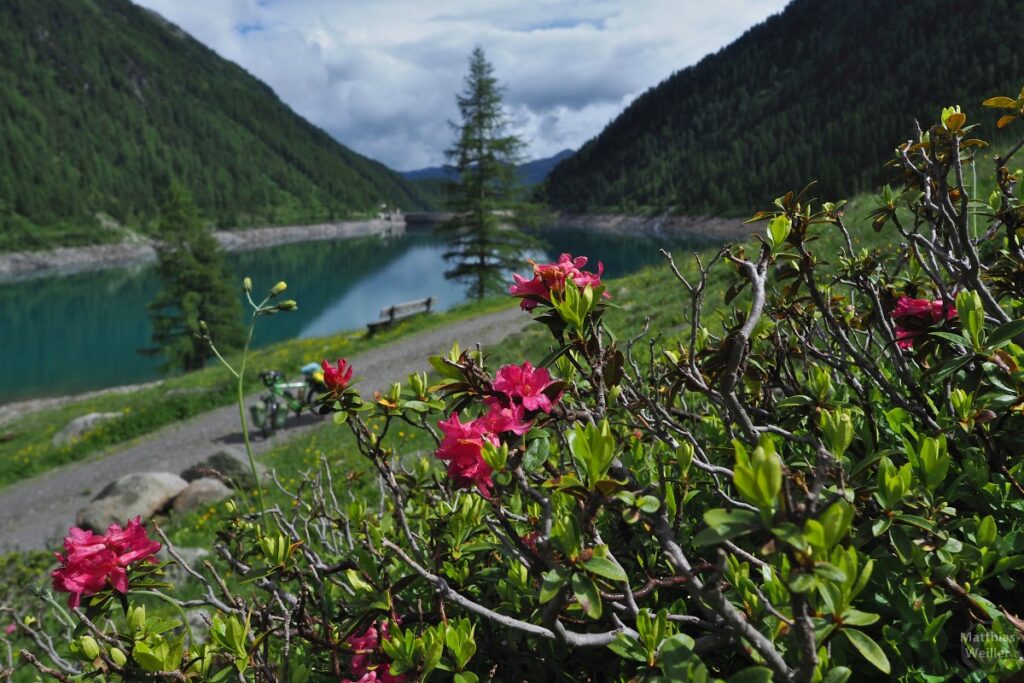 Seerosen vor Stausee, Velo dezent im Hintergrund