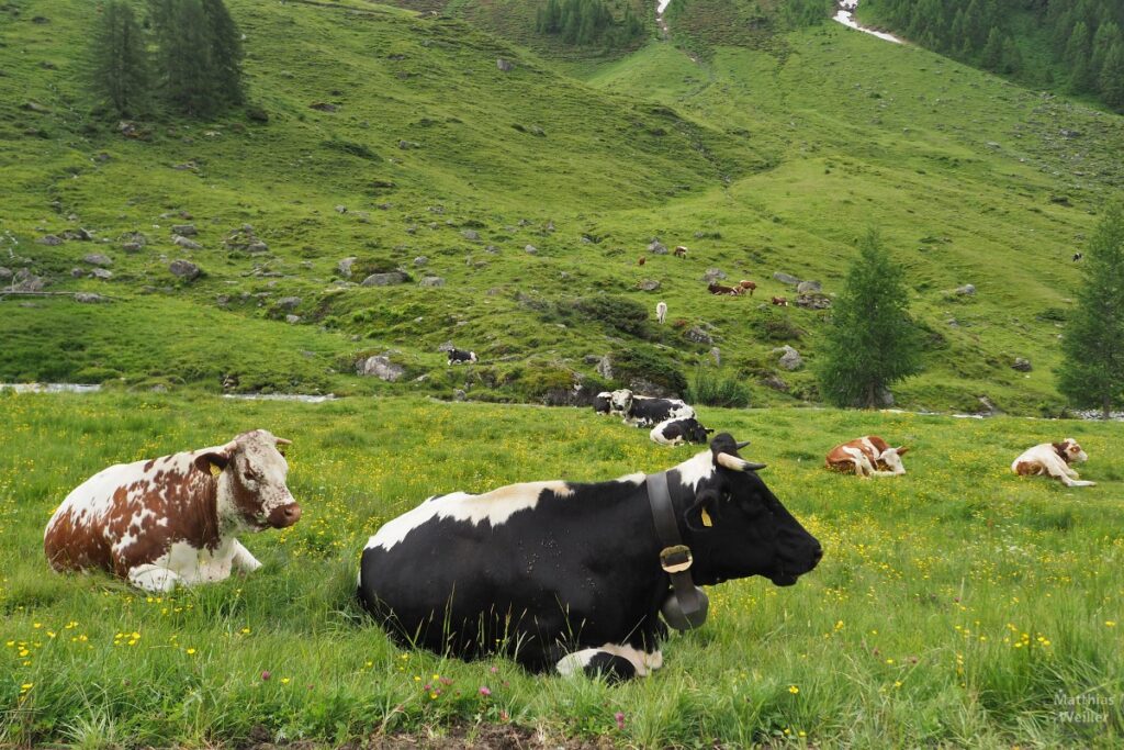 Kühe auf Bergwiese liegend