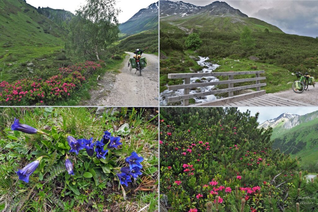 4er-Collage Piste mit Velo, Alpenrosen und Birke; Bergbach mit Holzbrücke und Velo; Enzian; Alpenrosen mit Kieferngebüsch