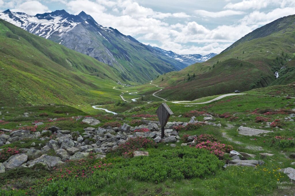 Blick ins Tal mit Alpenrosen Klammljoch Ost