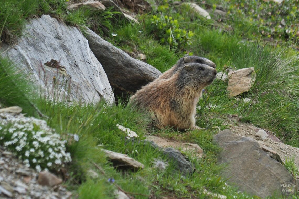 Murmeltier-Parr nebeneinander vor Steinhöhle