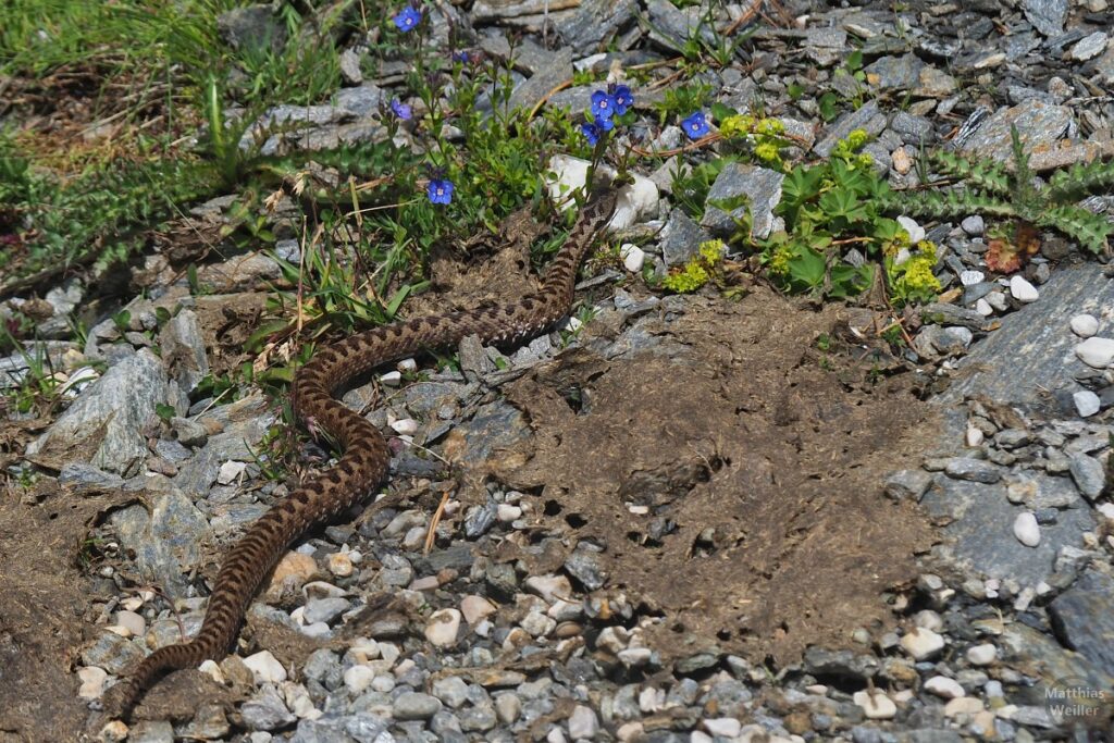 Kreuzotter neben Kufladen auf Steinen und Blumen