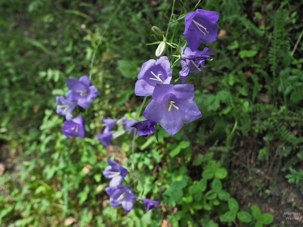 Blaue Glockenrankenblume