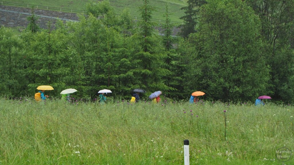 Wandergruppe mit Regenschirmen, aus Wiese hervorscheinend