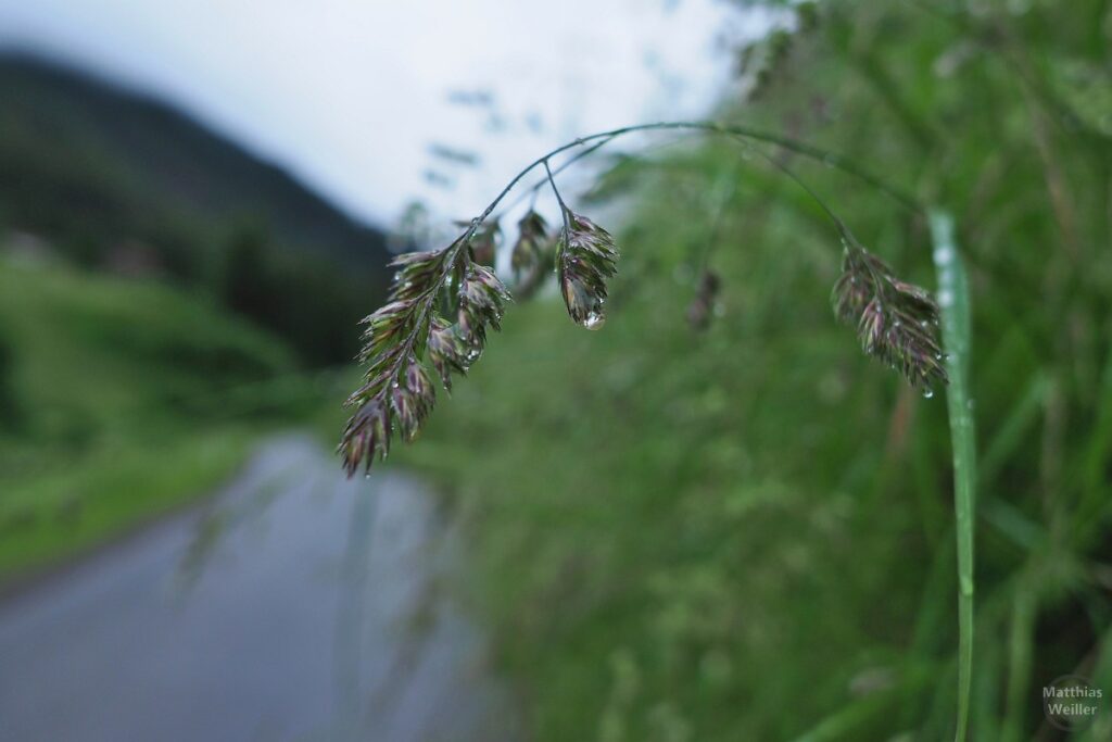 Gebogener Grashalm mit Regentropfen