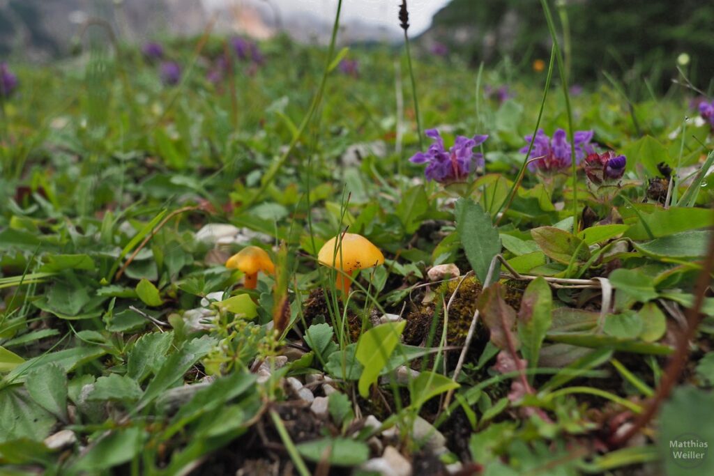 Gelbe Pilze und violette Lippeblütler in Wiese