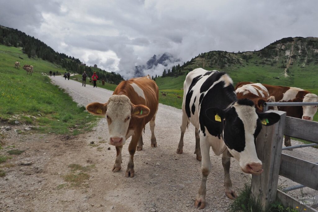 Kühe und Wanderer auf der Piste zur Dürrensteinhütte