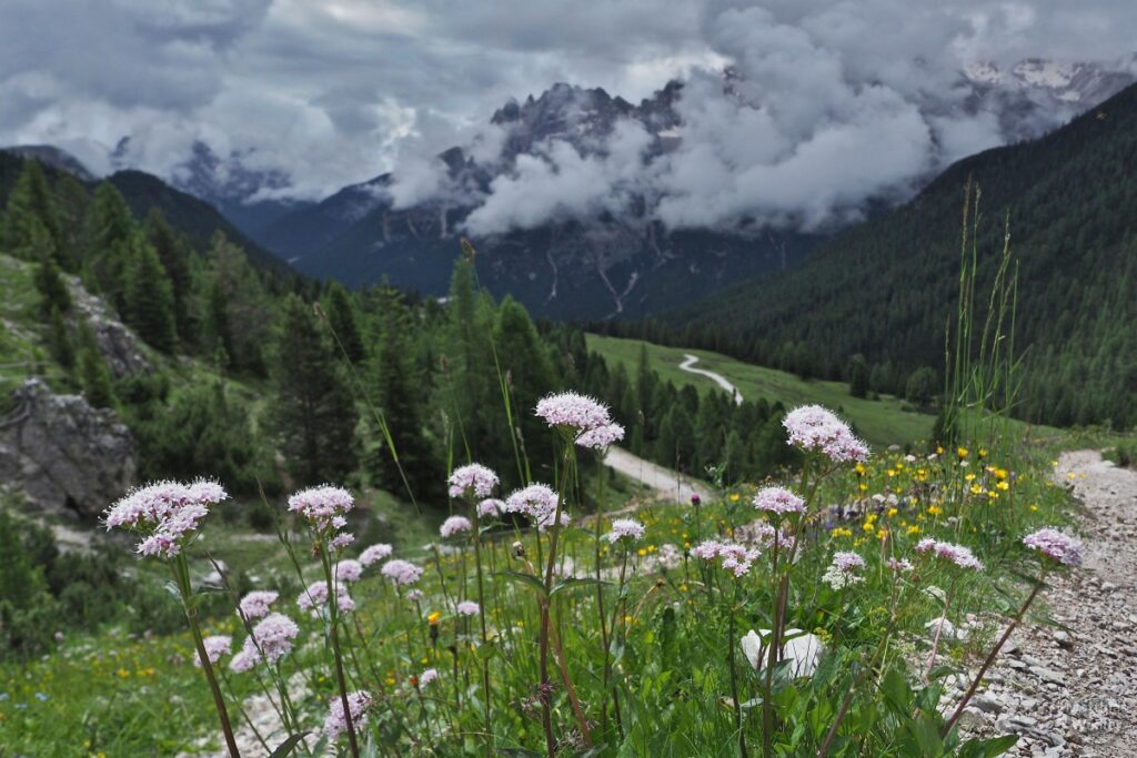 Blick über Doldenblüten auf die Abfahrt und Bergkulisse von der Dürrensteinhütte