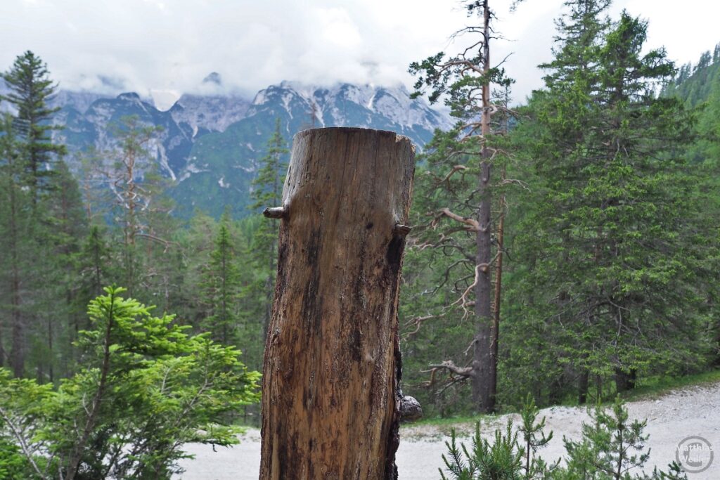 Berge in Wolken und Piste mit urigem Bergwald hinter Baumstumpf