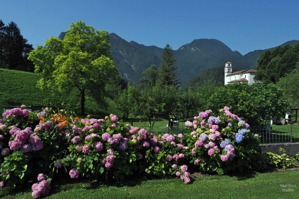 Hortensien vor Garten, Bergland und Kirche, Tramonti di Sopra