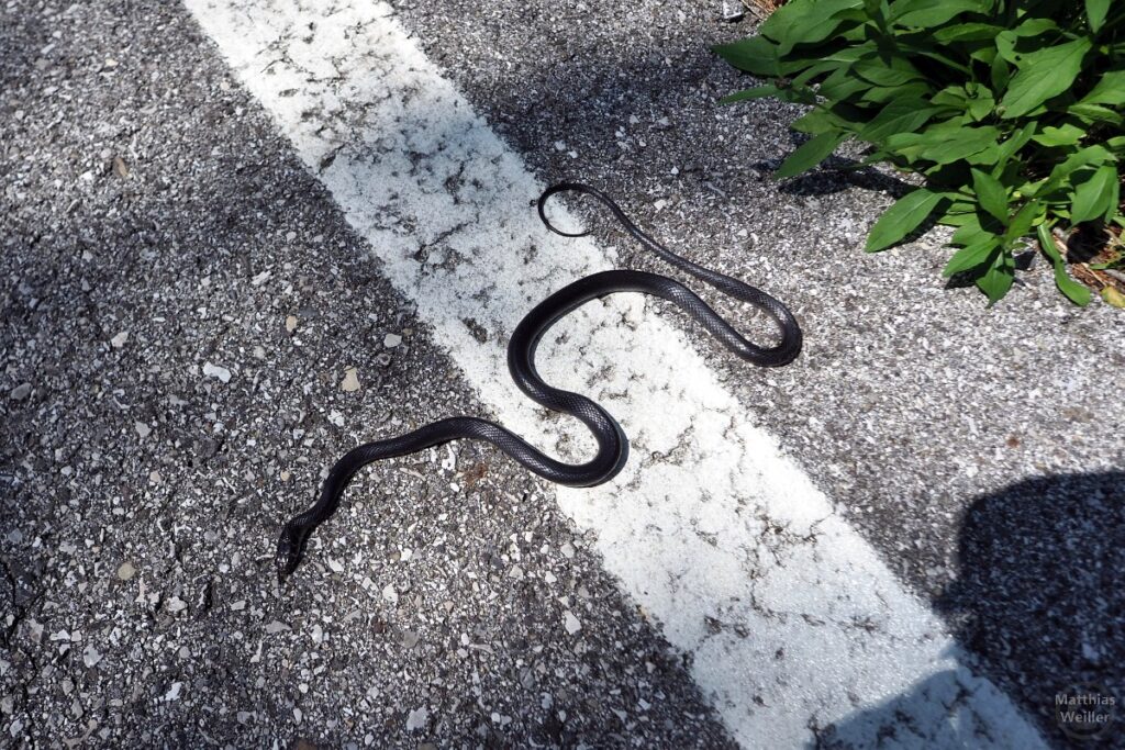 Dunklegraue Natter auf Straße