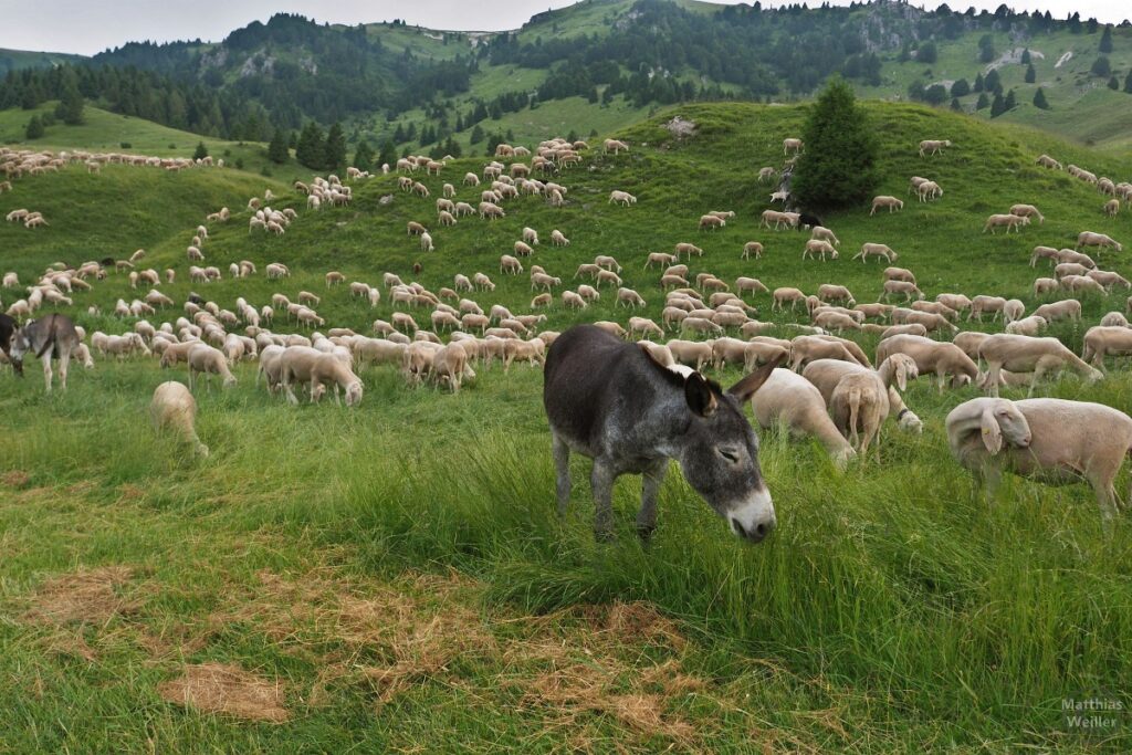 Bergwiese mit Schafherde und Esel