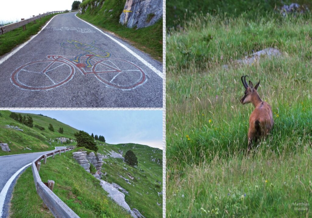 3er-Collage mit aufgemalten Velo auf Straße, Straße mit Pilzfelsen, Gemse in Bergwiese