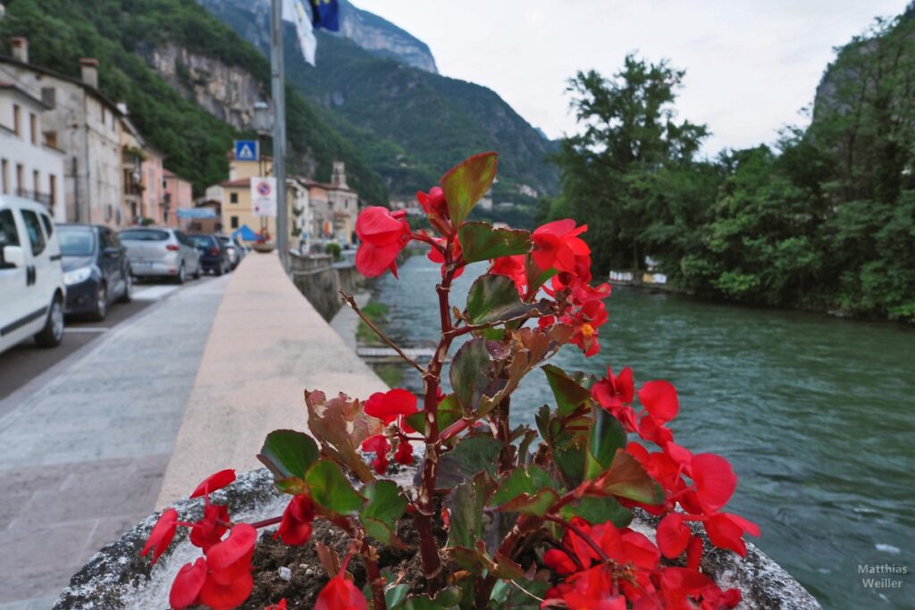 Valstagna hinter Geranie auf Flussmauer