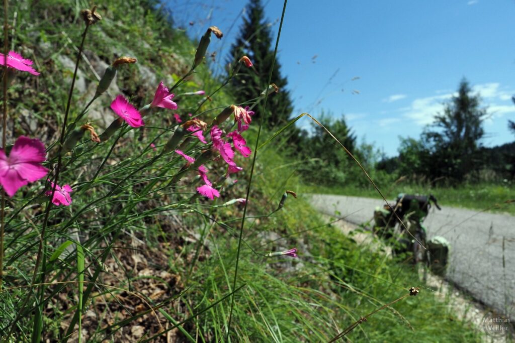 Rosa Steinnelken an Straßenhang, mit Velo