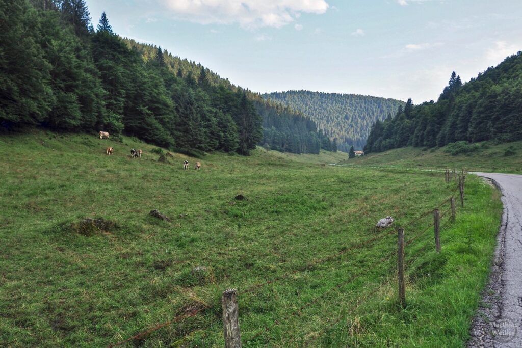 Hochweidelandschaft im Valchiama, mit Kühen, Straße