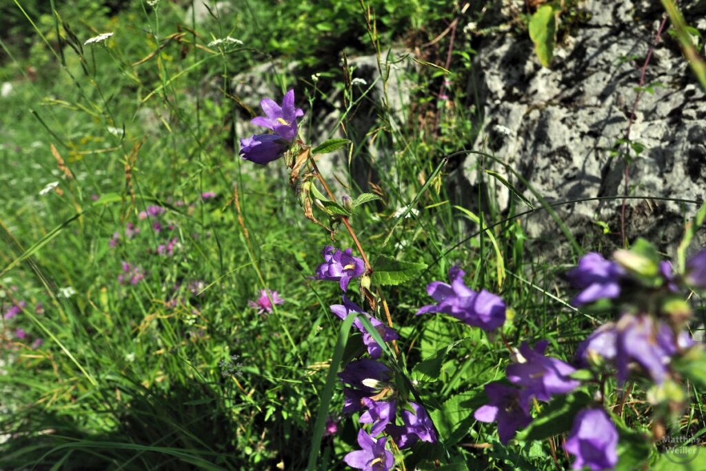 Blaue Glockenblumen