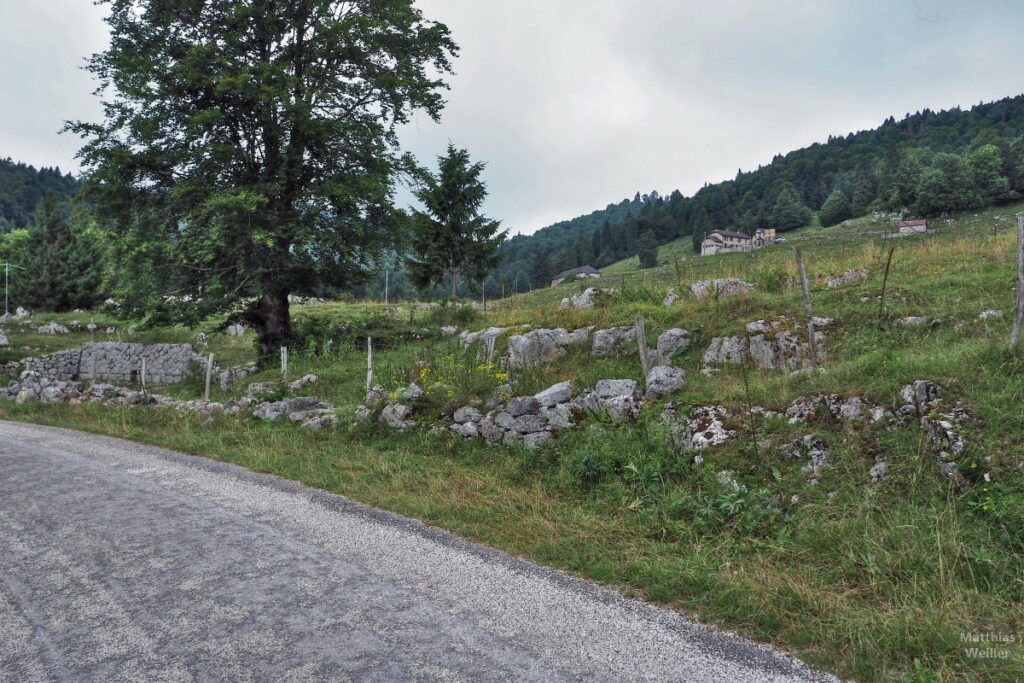 Karstige Almlandschaft mit Straße, Eiche, Trockenmauer