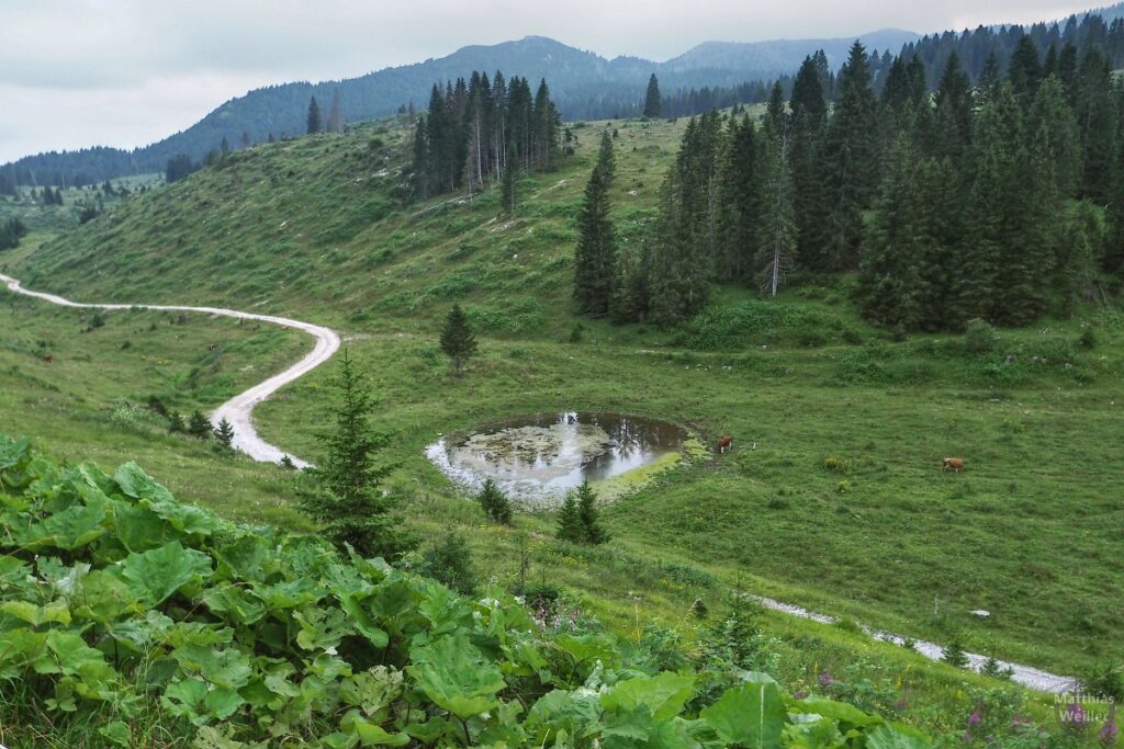 Hochlamlandschaft mit runder Viehtränke