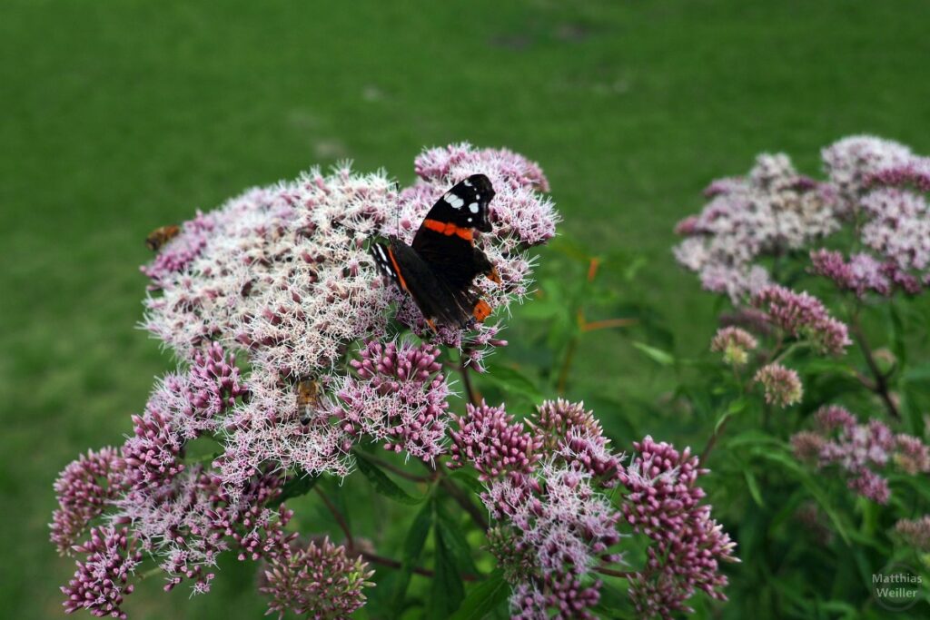 Schmetterling auf rosa-weißen Dolden