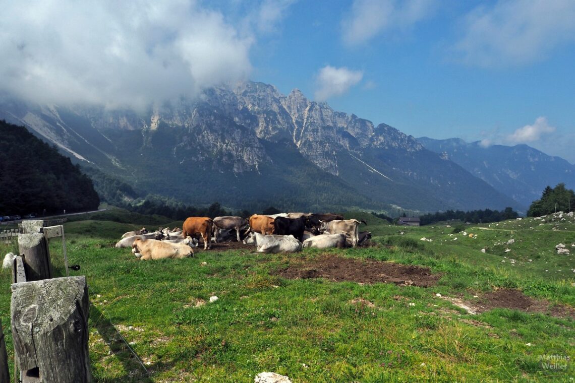 Kuhweide vor Bergkulisse, teils in Wolken am Passo di Campogrosso