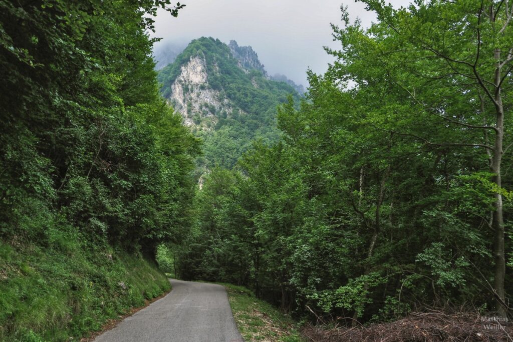 Straße auf Berg zufahrend mit Bergwald