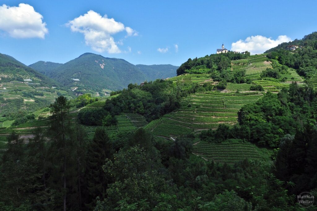 Weinberg im Val di Cembra bei Segonzano