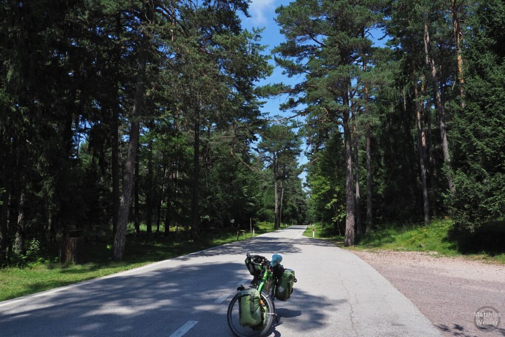 Straße durch Kiefernwald, mit Velo