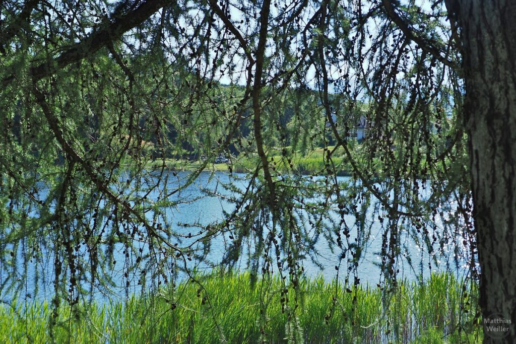 Blick durch Lärchenzweige auf den Lago Santo