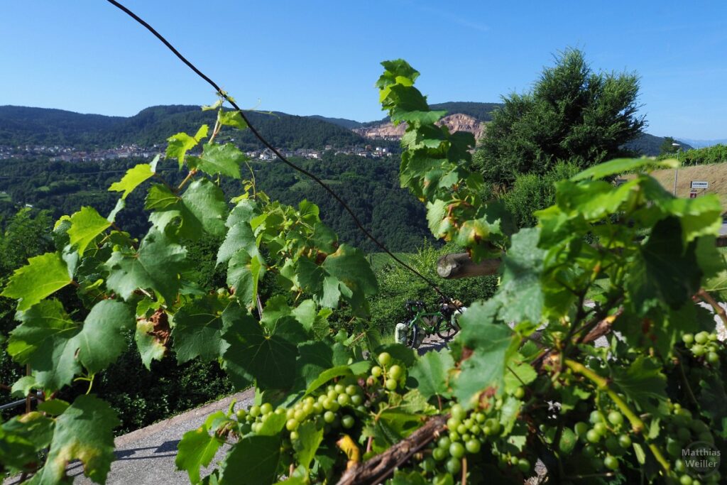 Blick durch Weinreben auf Velo und Gegenhang von Albiano