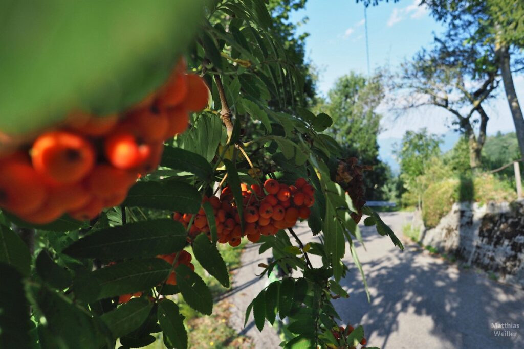 Roter Fruchtstand an Busch über Straße