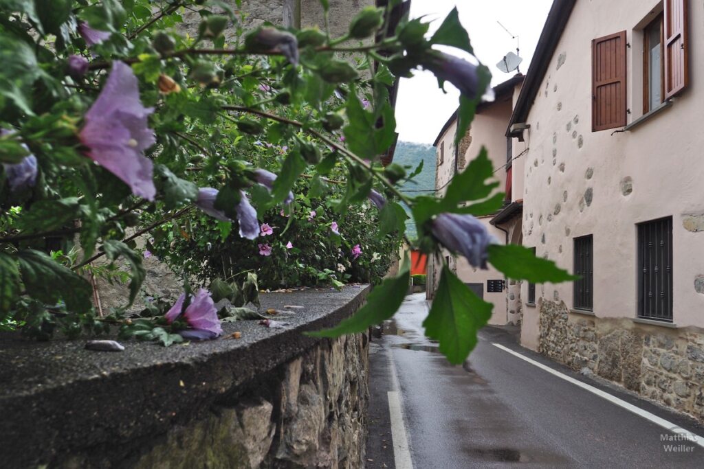 lila Blüten an Gartenmauer, mit Straßenhäusern, San Felice al Lago