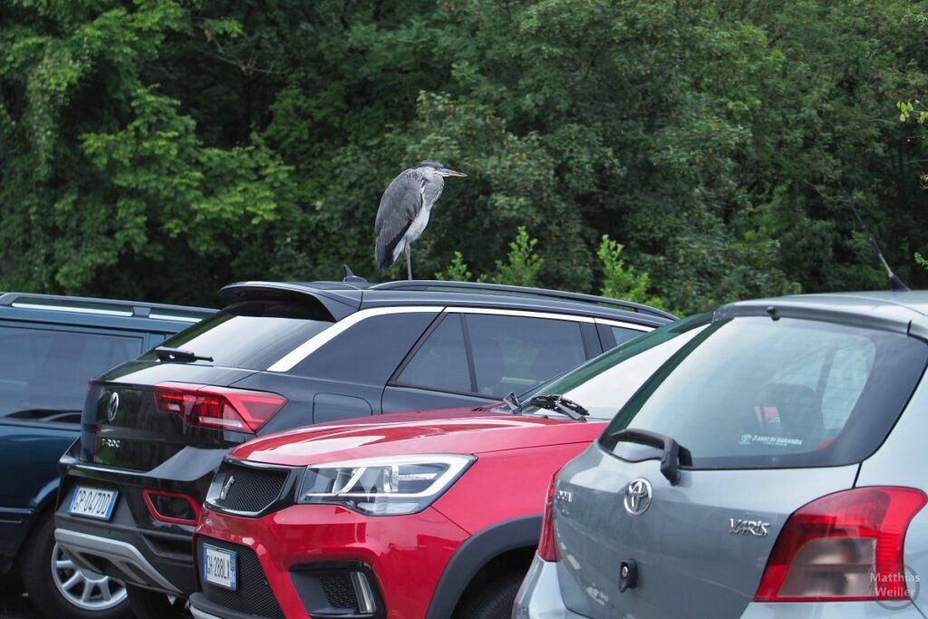 Fischreiher auf Auto