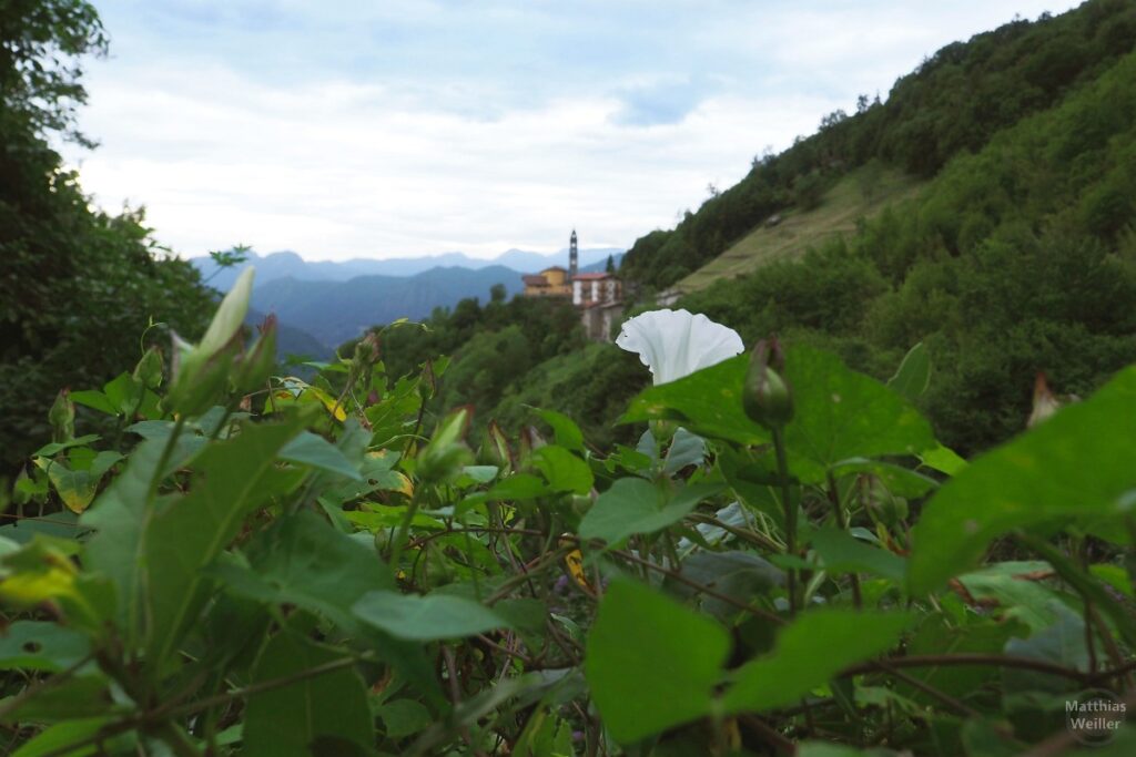 Blick über Rankenblume auf Kirche Sant'Erasmo