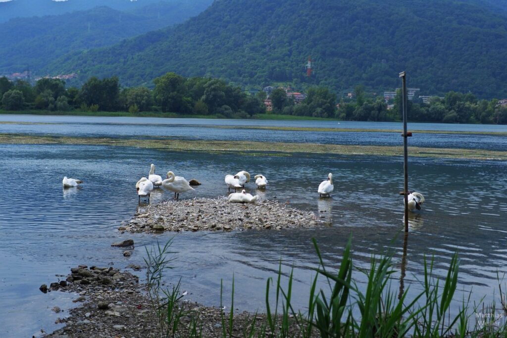 Schwäne am See