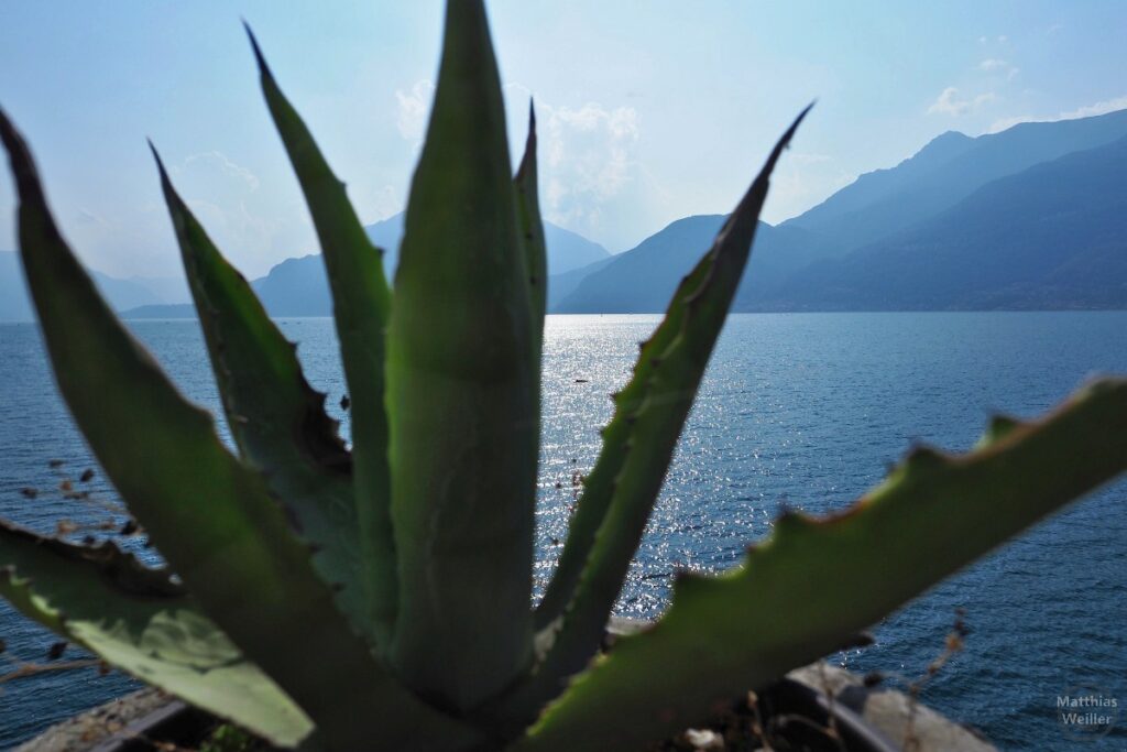 Agave vor Comer See