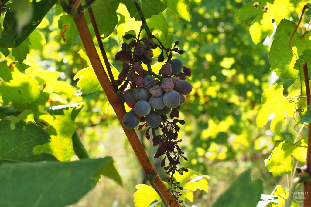 Rote Weintrauben vor Weinblättern