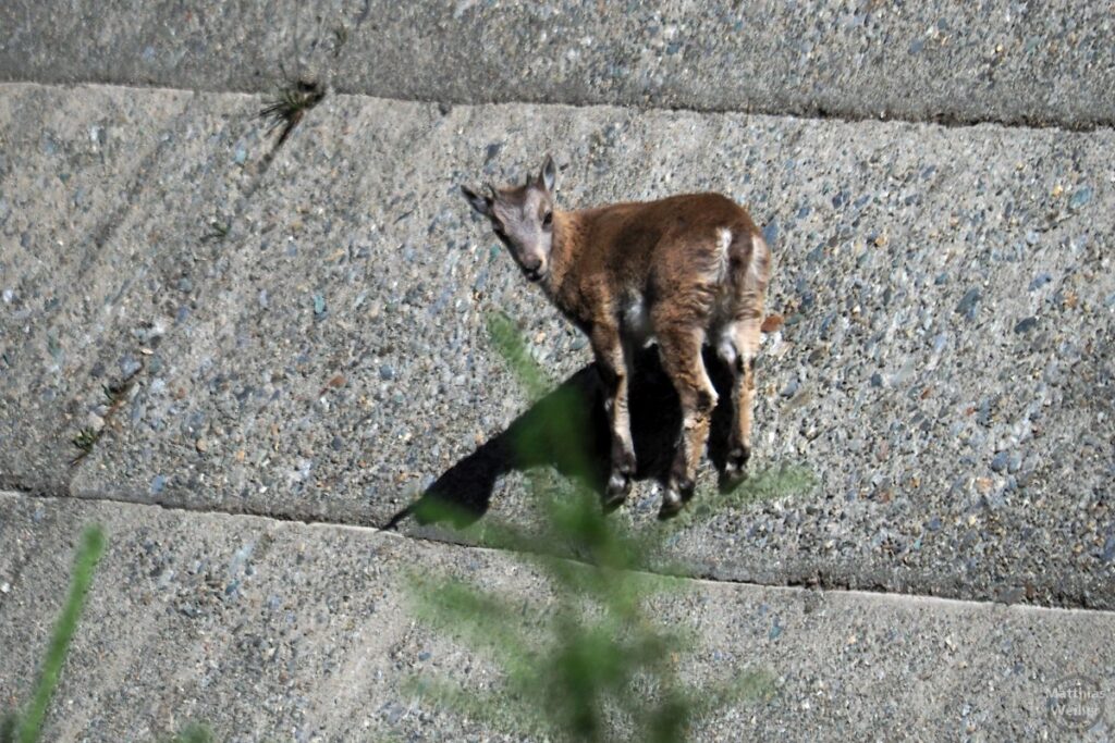 Junge Gemse auf Staumauerschräge