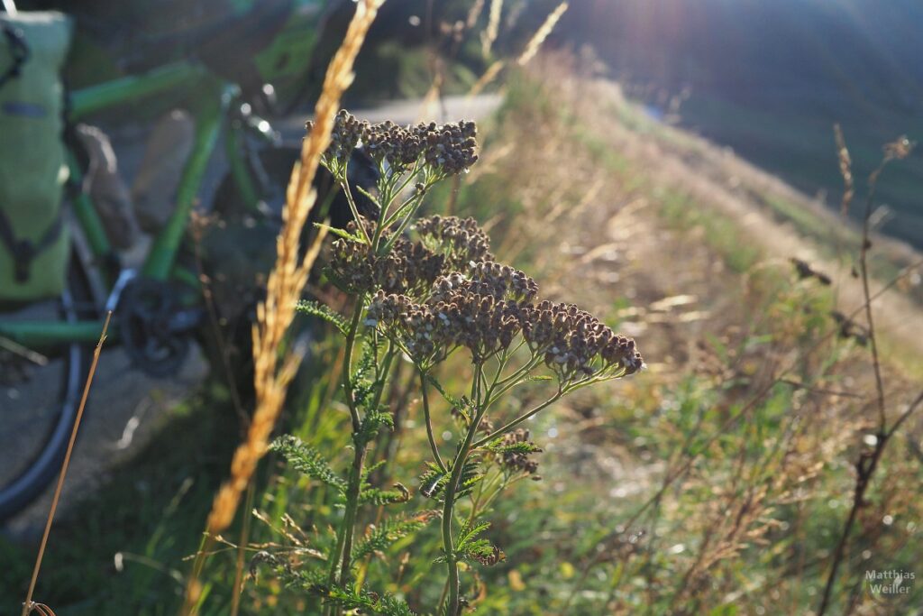 Nahaufnahme Doldengewächs und Veloausschnitt im Gegenlicht