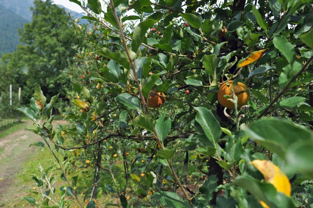 Apfelplantagenbaum mit Früchten