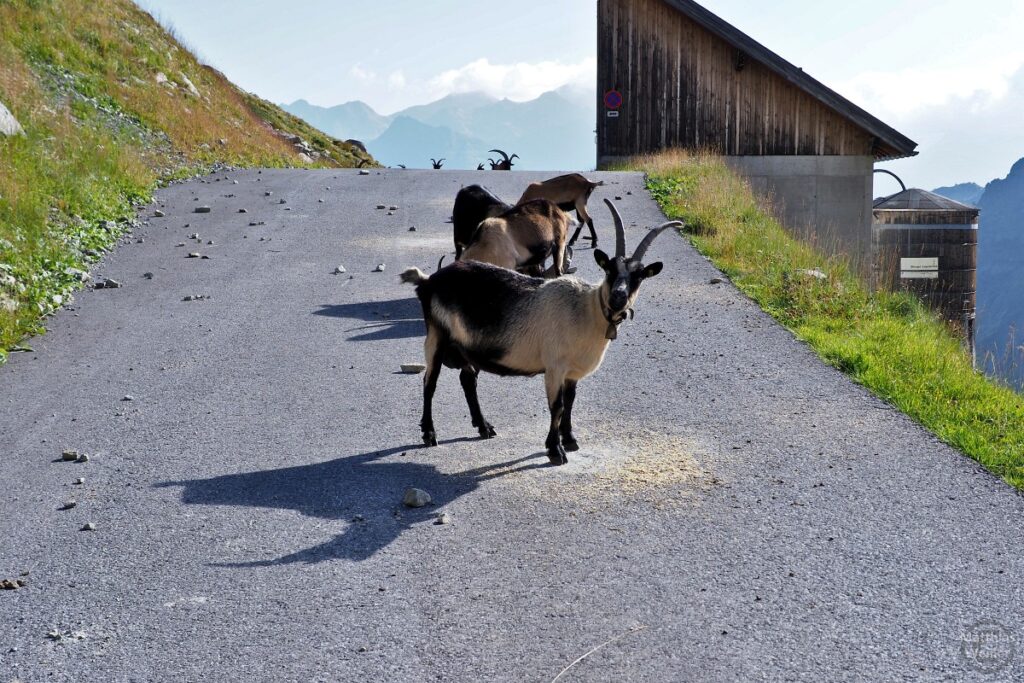 Ziegenböcke auf Bergstraße