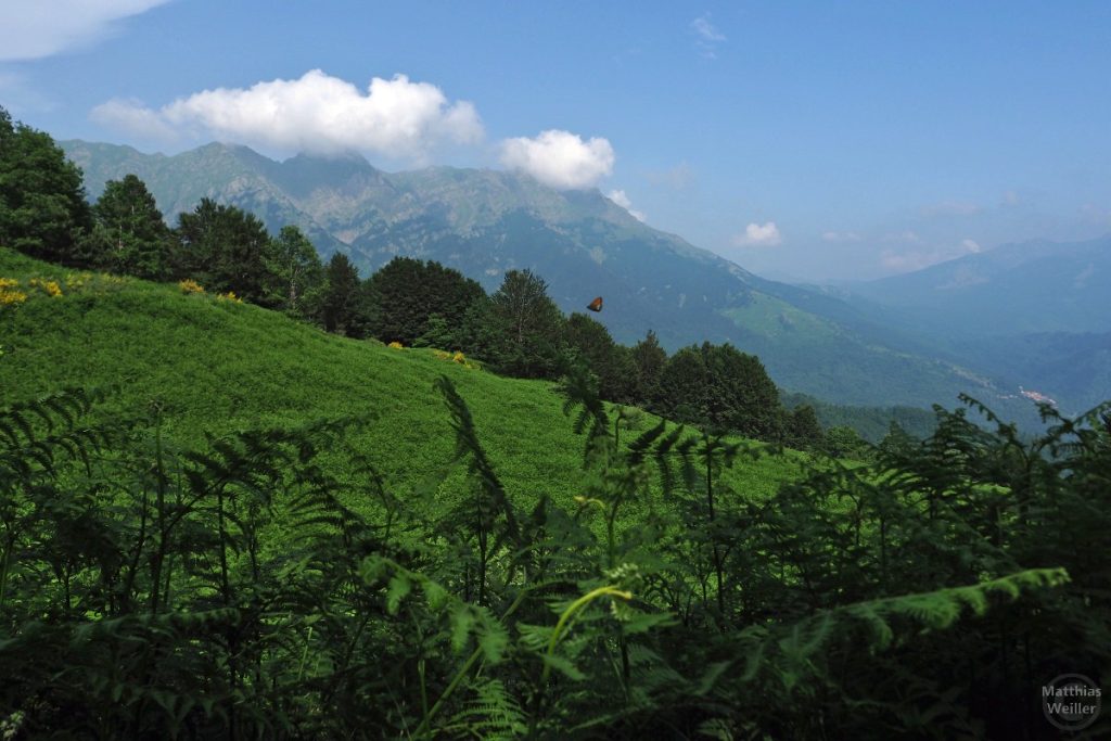 Blick auf Bergwelt vom Nationalpark Tosco-Emilano bei Comano, Farnhang mit Ginster, Schmetterling im Bild