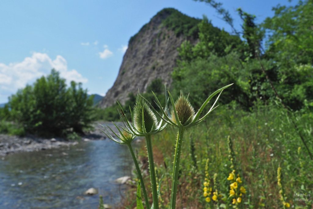 Distelknospen vor dem Fluss Secchia mit Felsen