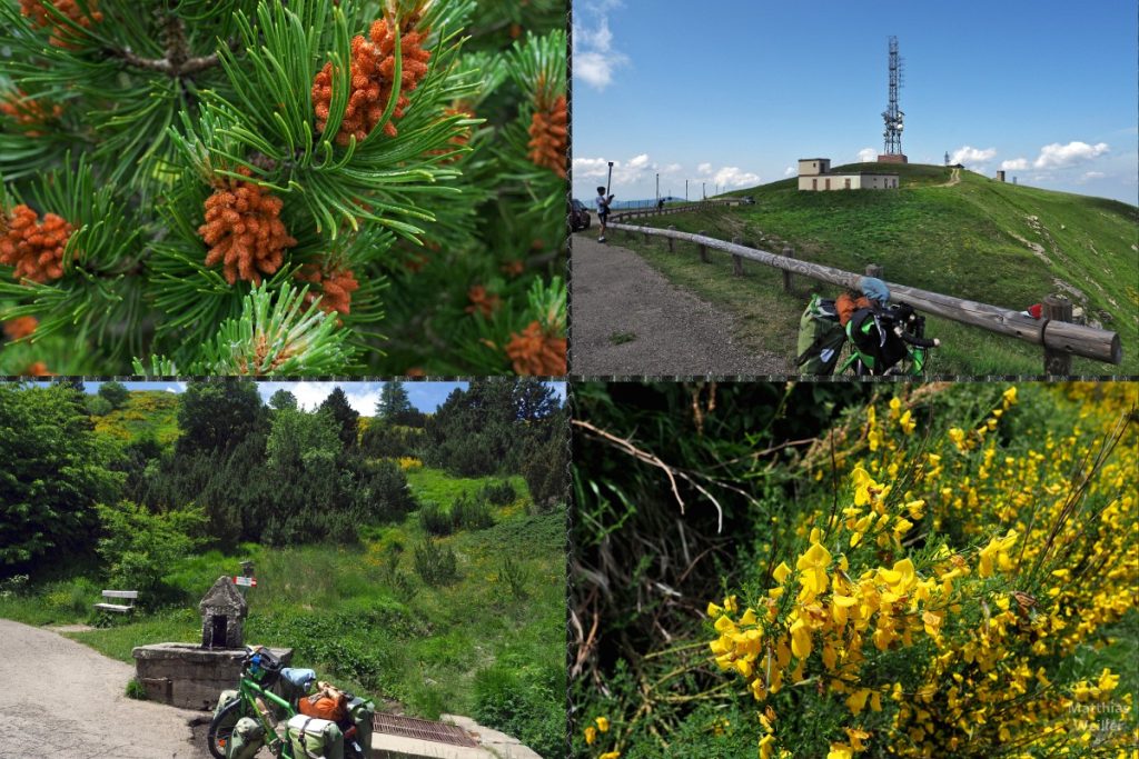 4er-Collage vom Monte Cimone mit Gipfelbild, Kieferfruchtkörper, Ginsterbusch und Reisevelo vor Brunnen