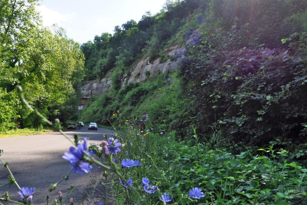 Straße mit Autos, Radler, Kornblumen und Schluchtfelsen im Val di Savena
