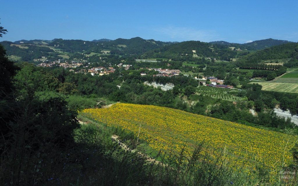 Blick auf Casola Valsenio, Hügelland Vena del Gesso mit Sonnenblumenfeld