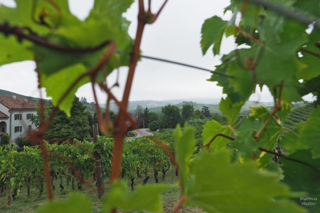 Blick durch Weinblätter auf Weinhügel