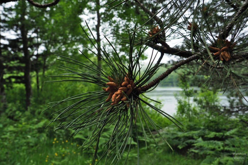 Kiefernast mit Fruchtkörper vor See weichgezeichnet
